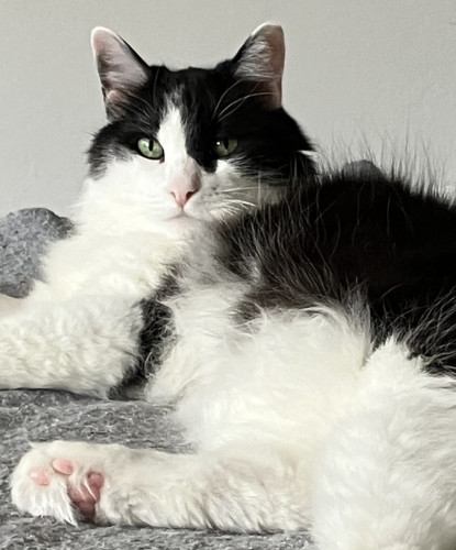 A medium-hair tuxedo cat lying on a bed, with the pink toe beans on one rear paw on display. The photo shows his face — he's looking into the camera — and his upper back and chest, not his whole body.