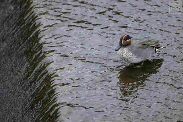 male common teal standing near the edge of a weir