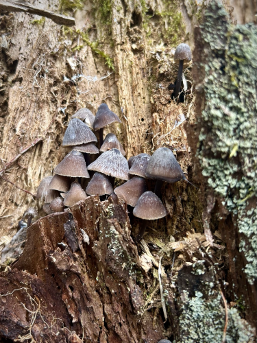 Deep brown mushrooms on a stump