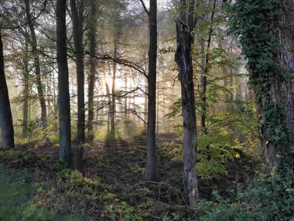 Ein Wald im Gegenlicht, mit Morgendunst.
A forest against the light, with morning mist.
