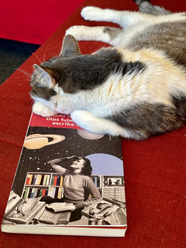 A white and grey cat cuddled on the sofa, with its head reclined against a book

Eine weiße und graue Katze kuschelte auf dem Sofa, mit dem Kopf gegen ein Buch