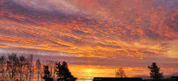 A photo of dawn. The foreground at the bottom of the shot is a line of trees, house roofs and street lights. Near the centre of the image the sun is rising, and a faint line of light extends upward from it. The centre and top of the shot are filled with the sky, which is full of streaky cloud. These have picked up the colours of the sunrise, and range from pastel lemon yellow, through orange and gold to a deep ochre orange. It's simply magnificent.