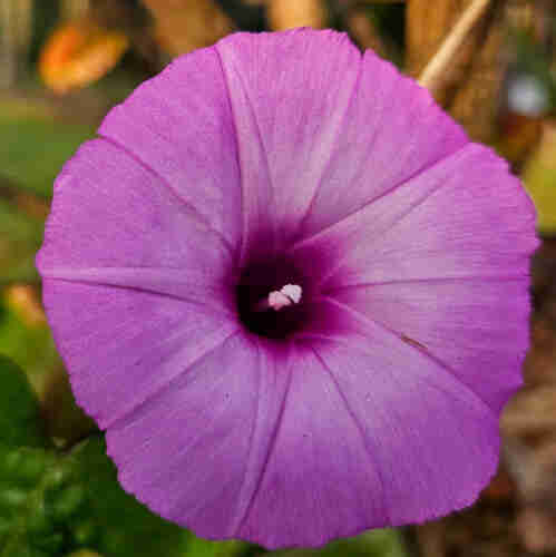 Close up of a large purple morning glory with one large circular petal surrounding a deep funnel like center, with a small protruding filament and yellow anthers.