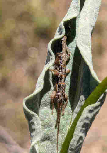A small, brown, long-bodied insect hanging out in a curled brittlebush leaf.