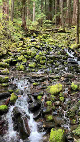 Looking upstream over a small creek that meanders and trickles through many green moss-covered rocks, with ferns and tall thin brown tree trunks on both sides. 