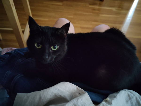 Small black cat on my lap