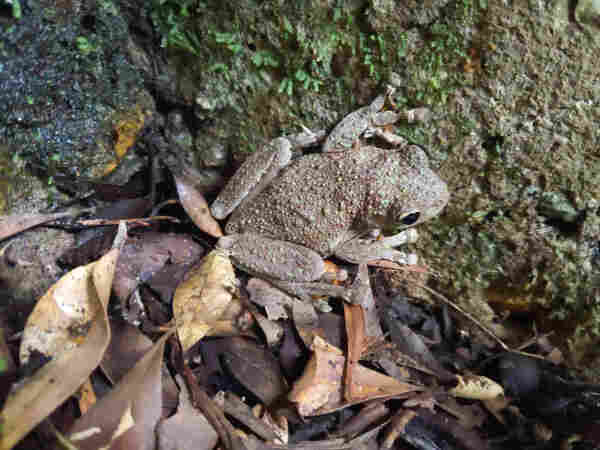 A sandy-colored, green speckled tree frog sitting on a mossy wall above some leaf litter. 