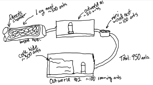 A drawing showing the main nest with the queen's chamber (a log) and how it is connected in a chain to outworld #1, then a mini wood nest, then another long tube to the lower shelf and the large outworld #2 where there is a cork hide. 

There are about 950 ants in this set up. 