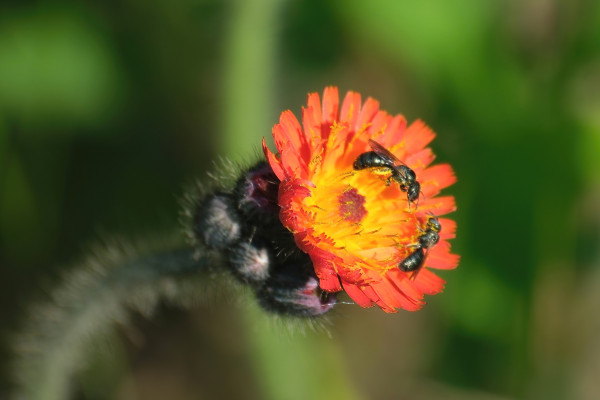 Eine leuchtend orange, Astern ähnliche Blüte. Zwei sehr kleine, metallisch grüne Bienchen sammeln darin Pollen. 
Der Hintergrund ist verschwommen dunkel grün.