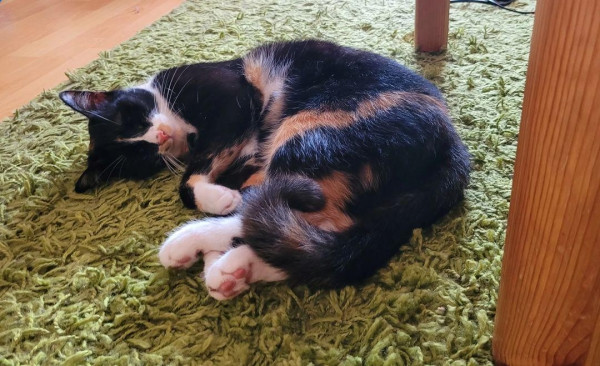 Loki, my calico cat, lies on a green carpet on the wooden floor, sleeping.