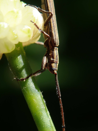 A long, thin beetle dressed in conservative stripes of chocolate and sable stands head-down on the on the white, bulbous head and green stem of a wild onion. The beetle's body is covered with soft peach-fuzz fur. Its raspberry eye gleams like polished garnet. A long, segmented antenna emerges from the eye and trails down, down  past the bottom of the image. The antenna is brown and ridged, like a twig, and thicker than the beetle's legs.