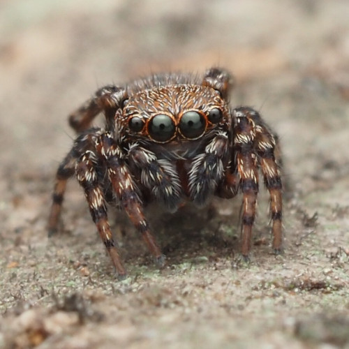 Anterior (face) shot of a cute jumping spider.