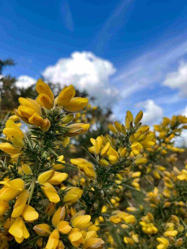 Close up photo of a bunch of vibrant yellow gorse flowers against a bright blue sky. 