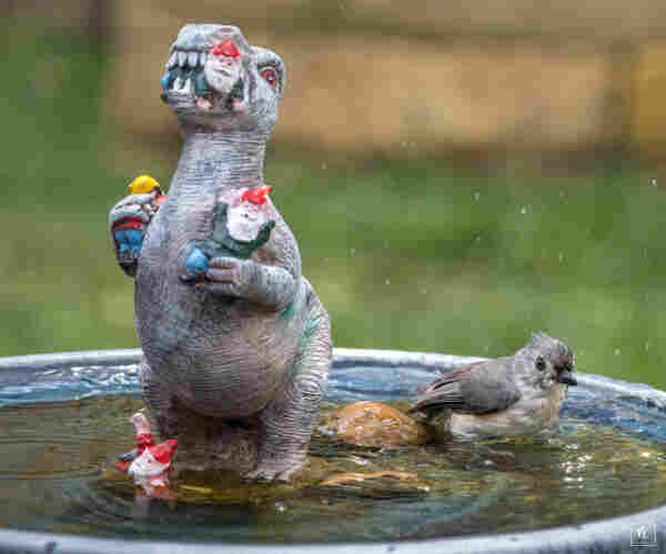 Color photo of a small grey and white bird in a birdbath next to a small statue of a grey t-rex type dinosaur that is carrying & eating tiny garden gnomes. 