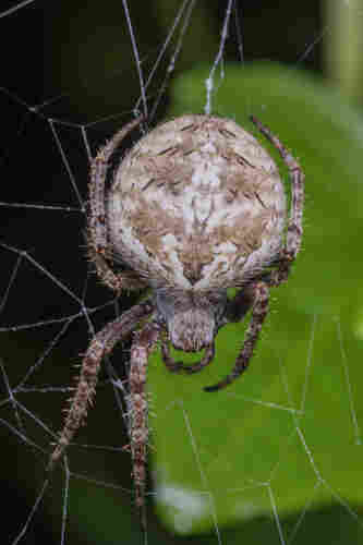 orbweaver spider with inflated abdomen (likely gravid)