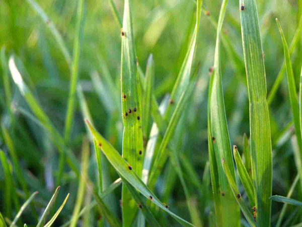 Macro shot of grass in the golden hour. The blades in the foreground are dotted with tiny dark blue, red-legged mites.