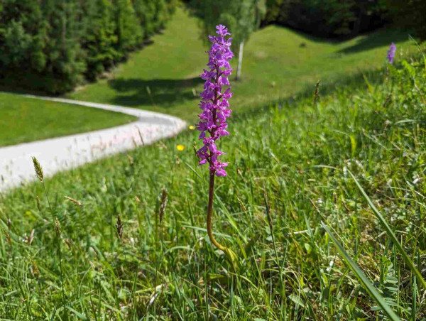 Orchis mascula plant next to the road