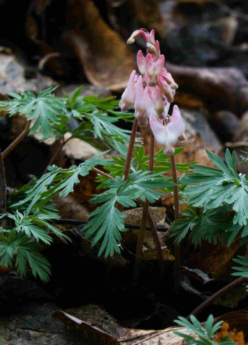 A small woodland plant with feathery leaves and a stalk with multiple pinkish-white, hanging flowers and buds shaped like pointy inverted hearts.