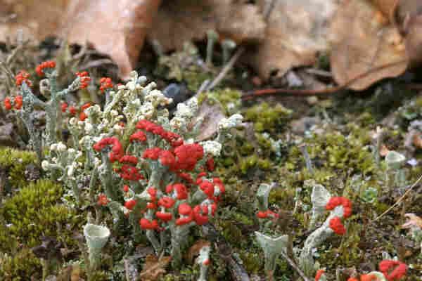 Various Cladonia lichens in a moss field.
Some of the lichens have large cups, others have small white or small red apothecia (fruiting bodies).
Brown dry leaves in the background.