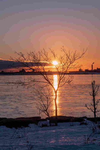 A scenic view of a bare tree standing at the shore of Lake Ontario in Colonel Samuel Smith Park (or just Sam Smith Park) in Toronto (Etobicoke), Ontario, during a late evening sunset. 