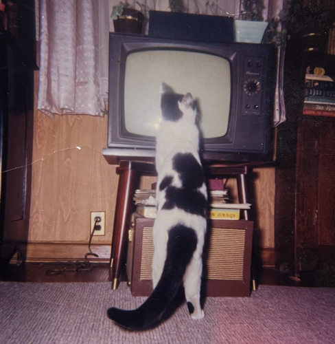 Color photo of a black and white cat standing on its hind legs, peering at the screen of a turned-off tv set that is sitting on a little table.