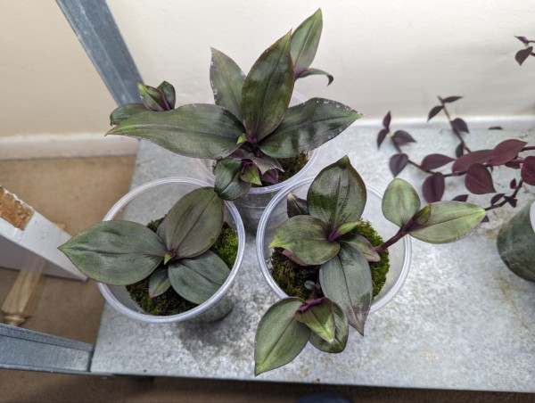 Three Tradescantia seedlings in pots. They have wide pointed-oval leaves in a dark purplish green.