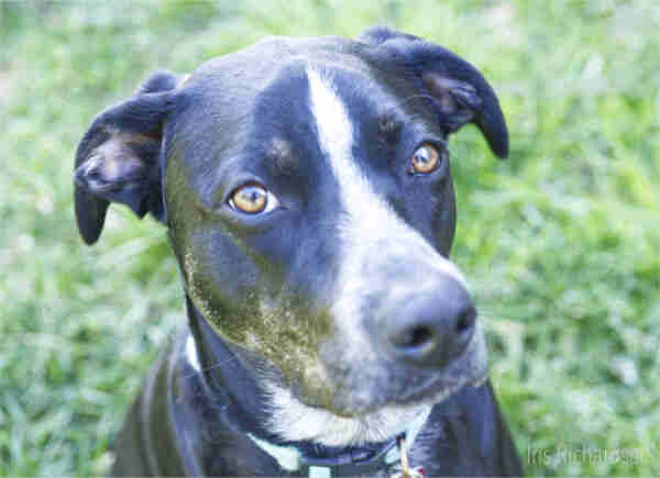 A black labrador mix breed dog with a white nose and chest is looking directly into the camera with expressive brown eyes. The background is a blur of green, suggesting that the photo was taken outdoors, likely in a grassy area. Artist Iris Richardson, Gallery Pixel