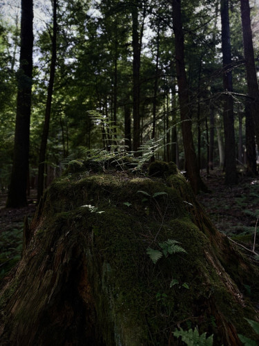a large stump covered in moss with several fern fronds growing from the top of the stump. The ferns atop the stump are illuminated by the sun through the surrounding forest while everything else remains in the shadows