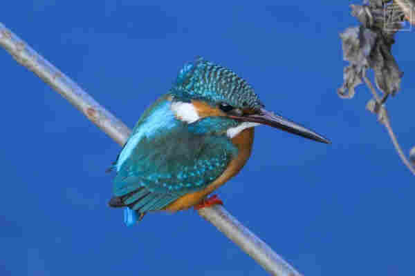common kingfisher on a stick over a creek