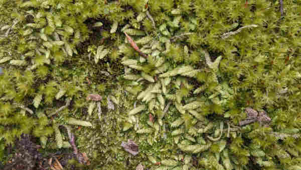 Pale green silvery moss with flattened fronds