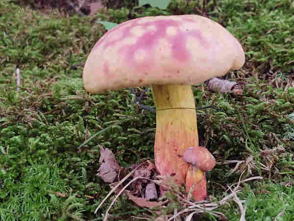 A pair of mushrooms growing from a patch of moss. One is much larger than the other, with the smaller ones cap tilted back like it's looking up at the big one. They are mostly light yellow, with pink stripes on the stems and pink mottling on the caps.