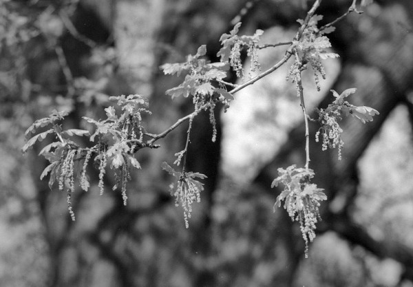 Black and white photo of twigs against a background of larger branches, well out of focus. There are young oak leaves growing from the twigs, and little streamers of oak flowers dangling below.