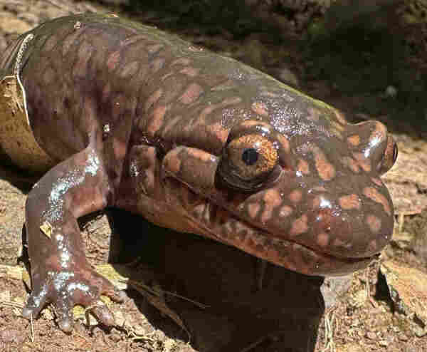 Close up of the head of a giant salamander that is looking at the camera. It is brownish-pink with splotches and its eyes are a golden, orange-brown.