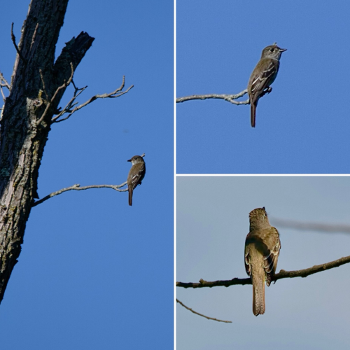Three-photo collage of an Alder Flycatcher - small flycatcher, grayish-olive above, pale underneath, thin white eyering, dark wings with bold white wingbars. Left side: Perched on a tiny twig sticking out on a dead skrag, facing away from the camera with its head facing left, against a completely blue sky. Top right: Perched on the same twig facing right. Bottom right: facing away from the camera on a different slim branch with a few low clouds in the background.