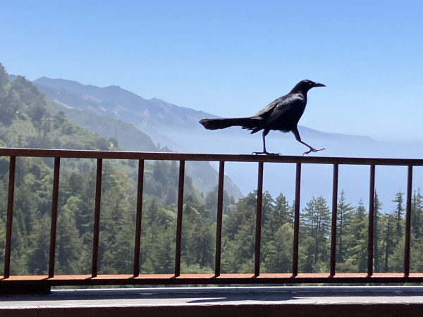 A large black bird strolling along the railing at an outdoor cafe, with a Big Sur landscape the background. The sky is a clear blue. 