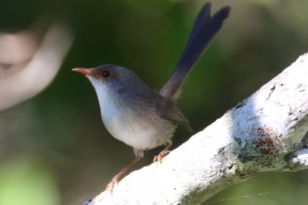 Small bird with brown back and wings, pale chest and a dark band from beak to behind the dark eye, with dark tail held high. This bird is sitting on a branch in dappled light facing left of frame with bright morning sunshine saturating the branch. Background is out of focus scrub