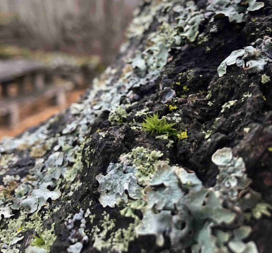Close up of a lichen covered tree trunk with a tiny piece of moss growing on it. In the background is a blurry picnic table. 