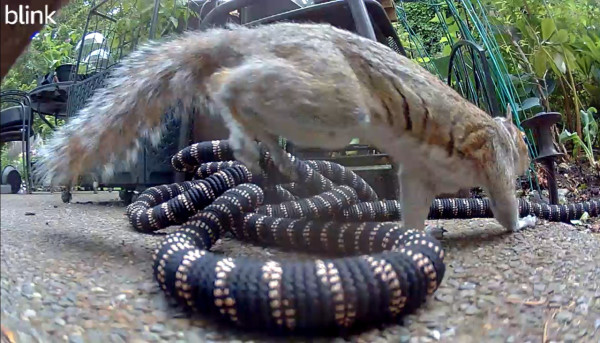 A grey squirrel leaping over a coiled garden hose. The hose is the expanding kind with a woven exterior. In this case, the hose cover is black with coppery tan stripes, reminiscent of various snakes that squirrels do not enjoy. 