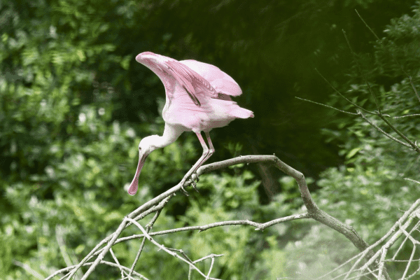 Juvenile Roseate Spoonbill (large wading bird with a long, flat spoon-shaped pale grey and pink bill, mostly washed in pink except for its white head, neck, and upper breast) perched on a bare branch facing down towards the right with its wings partially lifted, green foliage in the background 
