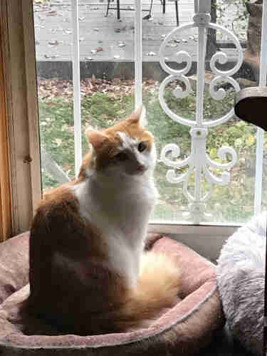 cream and white fluffy cat, sitting on a cushion looking out the door