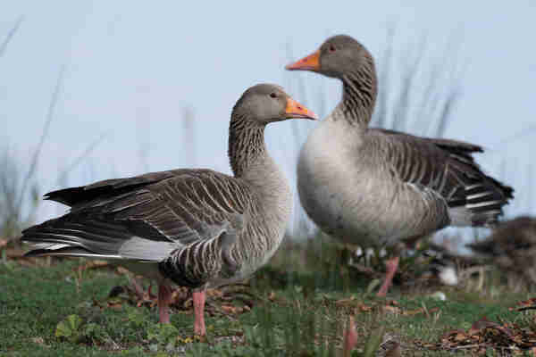Two greylag geese on a small green island.