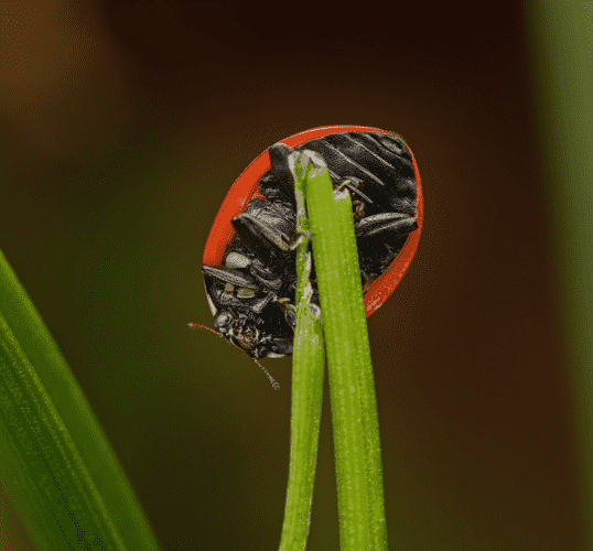 A ladybug shown from below. It's clinging onto a blade of grass. The background is blurred and has dark earthly colors.