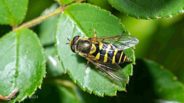 A fly with alternating yellow-black markings on its body, a golden thorax, and yellow face sits on a rose leaf.