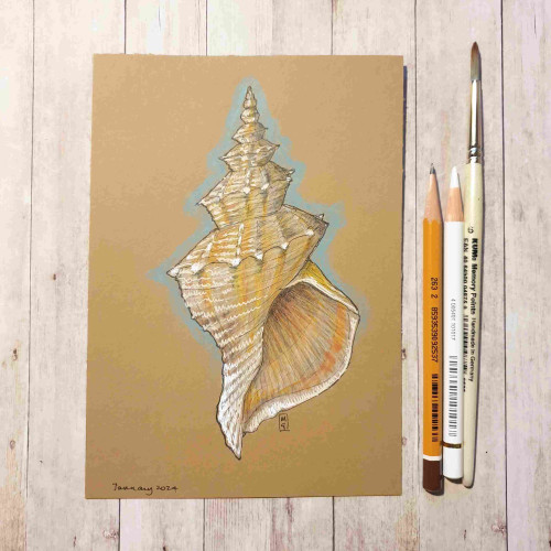 Original drawing - Seashell
A colour drawing, primarily using colour pencil and pen and ink of a seashell.
Materials: colour pencil, mixed media, acid free buff coloured paper for artists
Width: 5 inches
Height: 7 inches