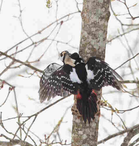 Two Greater Spotted Woodpeckers on the opposite side of a tree trunk with spread wings, South of Finland.