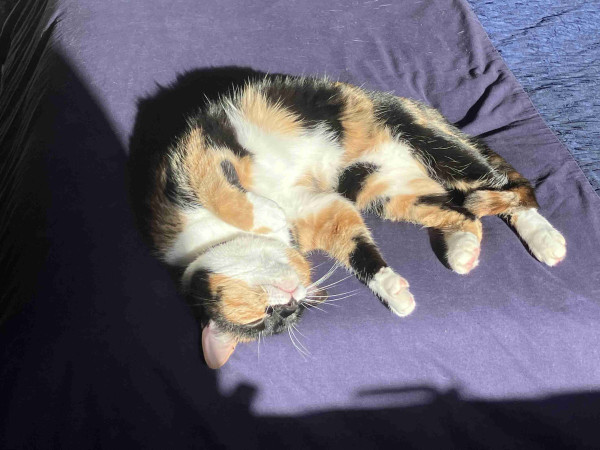 Photo of a calico cat lying in a patch of sunshine on a navy blue duvet. She's in semi-prawn position, belly  up.