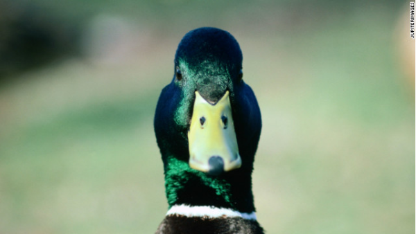 A duck looking directly into the camera. Courtesy of Microsoft Word for macOS. 