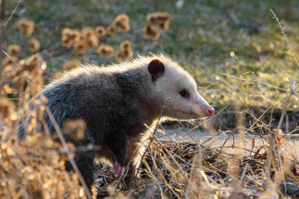 a virginia opossum sitting in some dry plants looking to the right of frame. they have a white face with many clear whiskers, little round black ears, and a fuzzy grey body. their one little pink foot is lifted up off the ground a bit