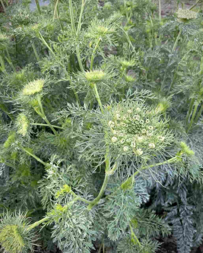 At this time of year, wild carrot flowers are still full of buds, and the formative beauty of the large spreading stems and leaves stands out.
Soon,they will bloom with pure, lacy white flowers.