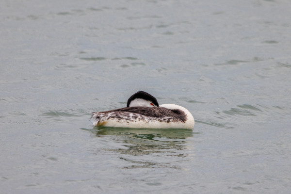 A red-eyed Clark's grebe floats on the Bay in a resting position. Their long neck lays across their back, and their long bill is hidden in their feathers. 
